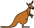 crazy kangaroo